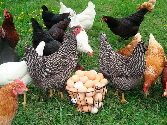 Содержание кур и уход за ними | ЗооТом - продажа, вязка и услуги для животных в Тырныаузе