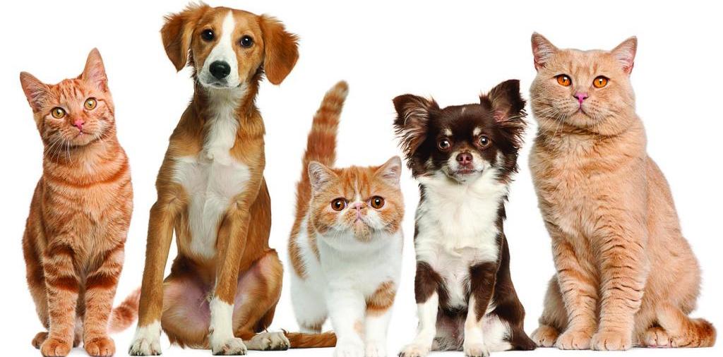 Доска объявлений о животных | ЗооТом - продажа, вязка и услуги для животных в Тырныаузе