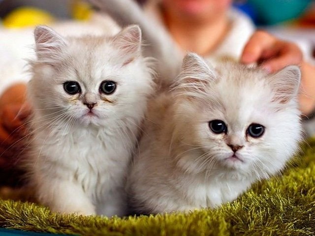 Породы кошек в Тырныаузе | ЗооТом портал о животных
