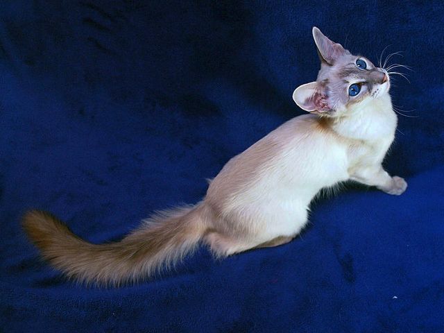Выведенные породы кошек в Тырныаузе | ЗооТом портал о животных