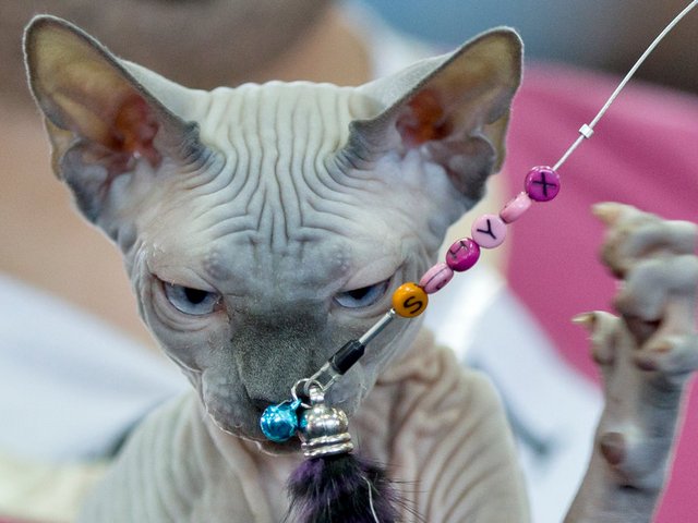Выставки кошек в Тырныаузе | ЗооТом портал о животных