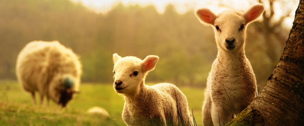 Объявления о сельскохозяйственных животных | ЗооТом - продажа, вязка и услуги для животных в Тырныаузе