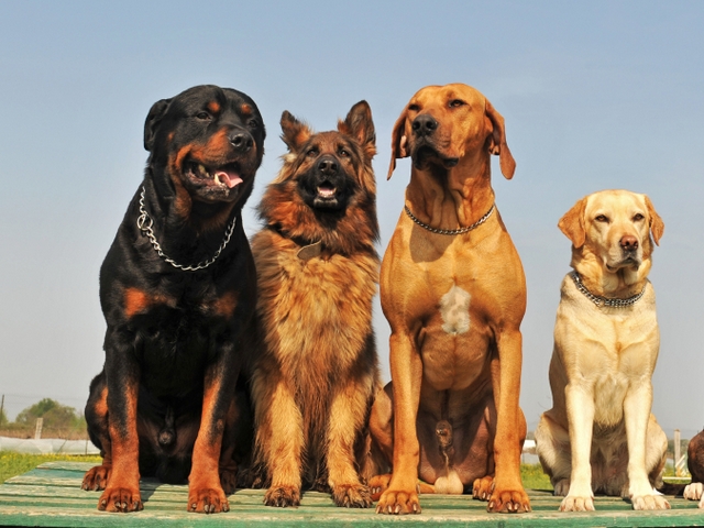 Крупные породы собак в Тырныаузе | ЗооТом портал о животных