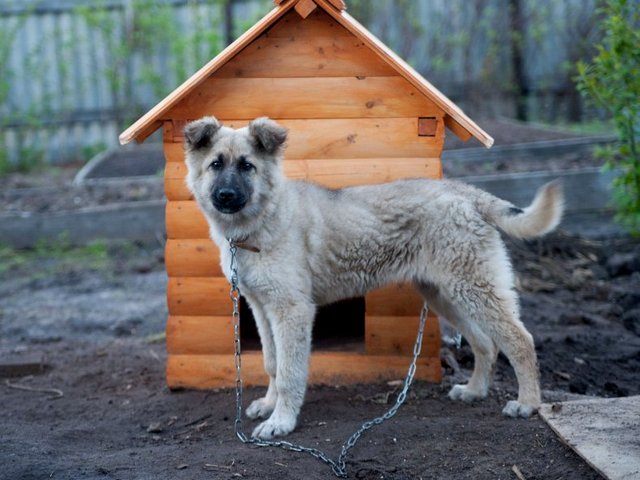 Все о собаках в Тырныаузе